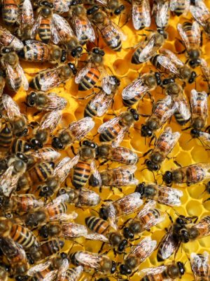 Picture of bees