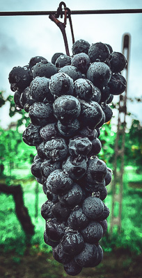 grapes hanging from trees